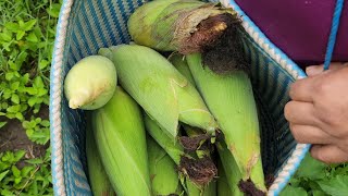 mi hermana preparando atole de lote, chile atole y tanal de elote, san juan mixtepec región mixteca