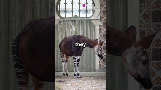 Amazing Facts About the Okapi!