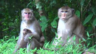 Monkey Enjoy Life with their family