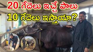 20 నుండి 6 గేదెలకు వచ్చా Valmiki Dairy farm @MalleshAdla