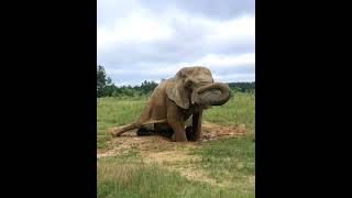 The Elephant Sanctuary | Flora Rolling in the Mud