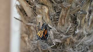 Monarch Emerging