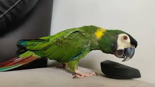 Yellow Collared Macaw pretends to be a T-rex and destroys mouse | Cute pet parrot | Macaw playing!