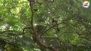 Kereru Pigeon Flying Off #nature