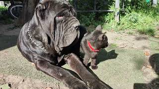 Неаполитанский мастиф Маля, приютила котёнка. /.Neapolitan Mastiff Malya, adopted a kitten.