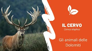 Animali delle Dolomiti - Il Cervo - Cervus elaphus