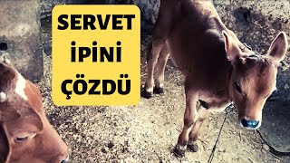 SERVET İPİNİ ÇÖZMÜŞ