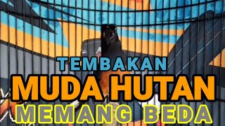 Murai Batu Muda Hutan Memang Beda Tembakannya,Sangat Ampuh Memancing Emosi Murai Lain