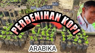 Perbenihan Kopi Arabika