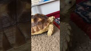 Torty being slow😅 #tortoise #pets