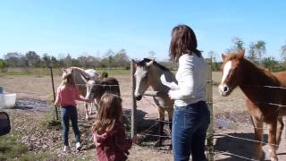 Girls Feeding Horses