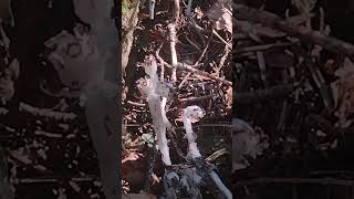 Monotropa uniflora Ghost Pipes in Northern Canada