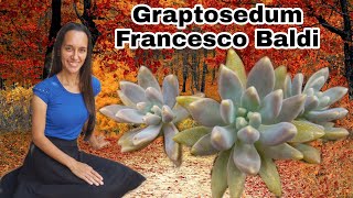 Graptosedum Francesco Baldi # Dicas de Cultivo