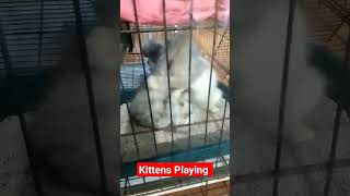 Kittens Playing