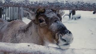 Dale Of Norway - Feed the reindeer.