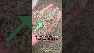 Ces crabes remplacent les pesticides #agriculture