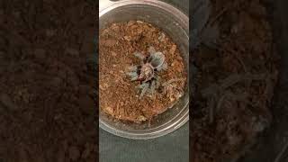 Tliltocatl albopilosus 🪳 FEEDING 3 #tarantula #vogelspinnen #tarantulafeeding