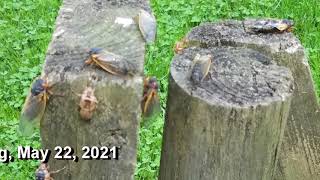 Cicada Partying, May 22, 2021